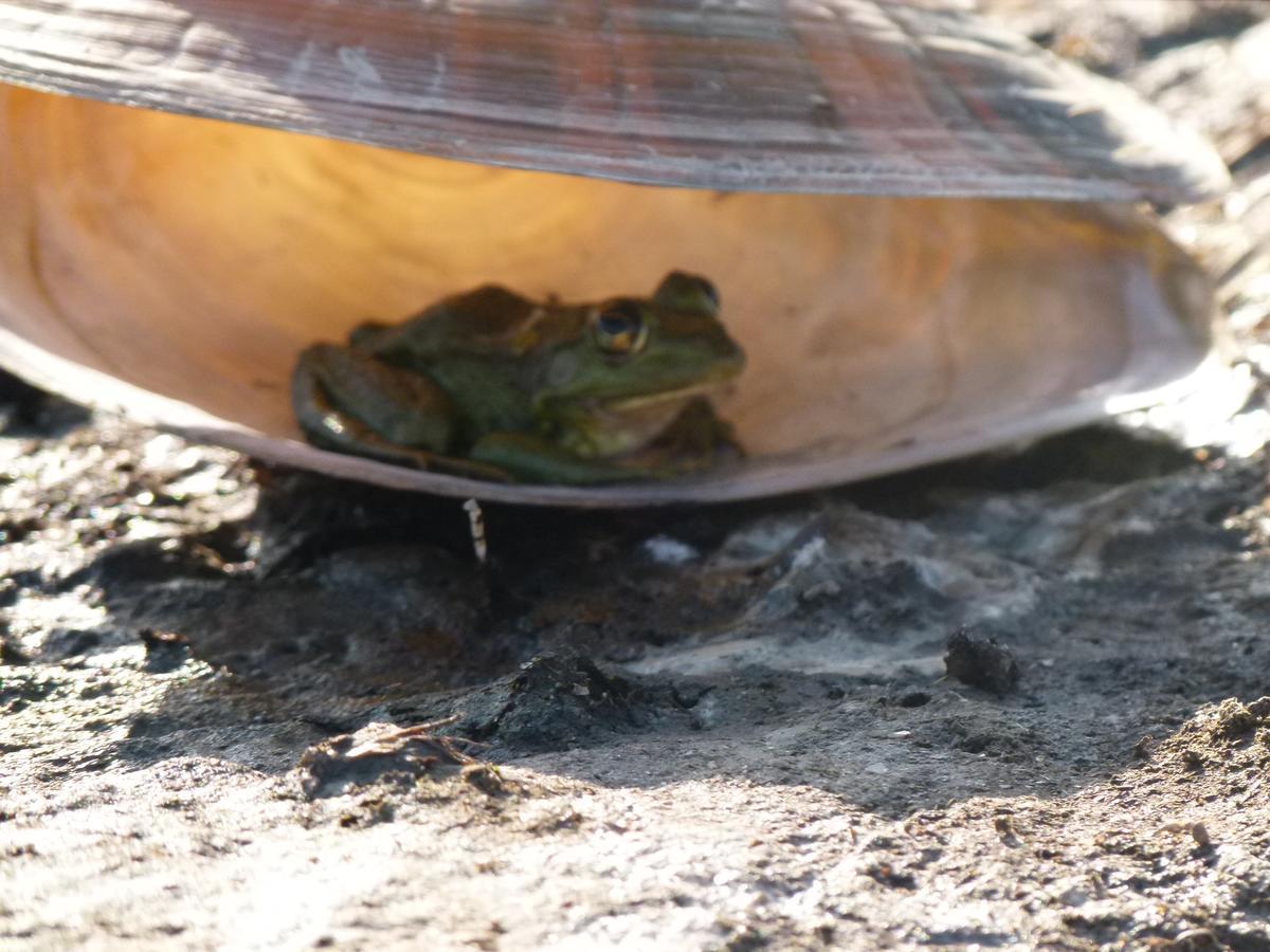Camping Casuta Mihaela Crișan Eksteriør billede