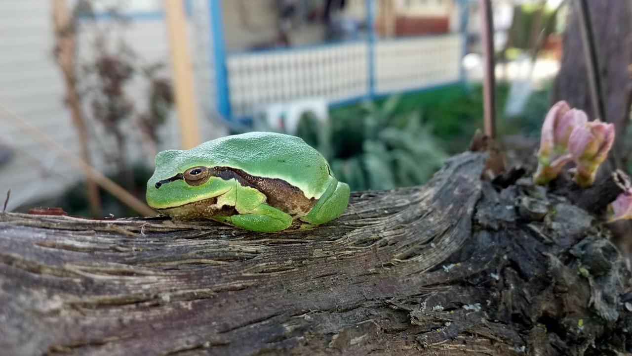Camping Casuta Mihaela Crișan Eksteriør billede